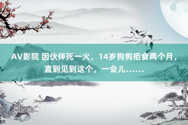 AV影院 因伙伴死一火，14岁狗狗拒食两个月，直到见到这个，一会儿……